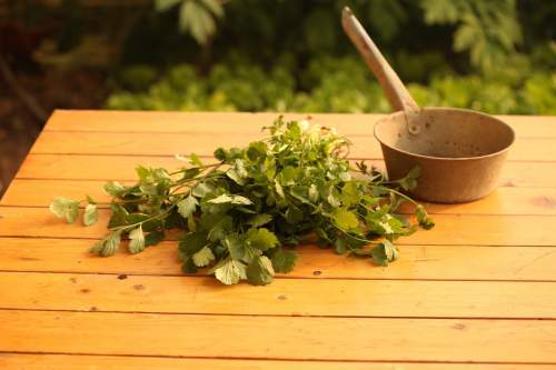 cilantro-benefits-for-weight-loss