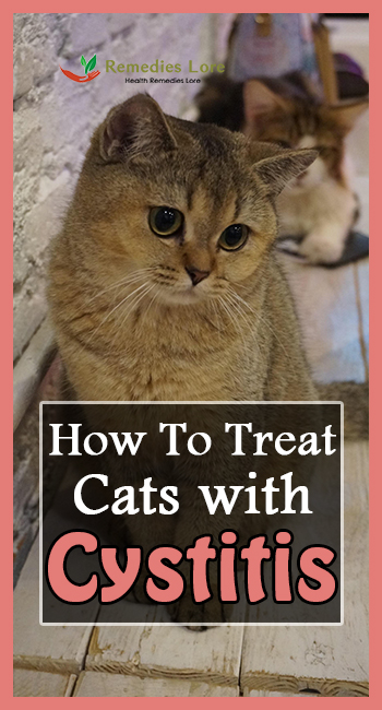 How to Treat Cats with Cystitis