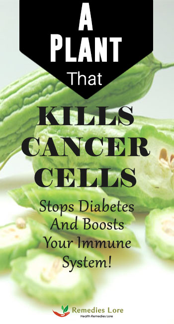 A Plant That Kills Cancer Cells, Stops Diabetes And Boosts Your Immune System
