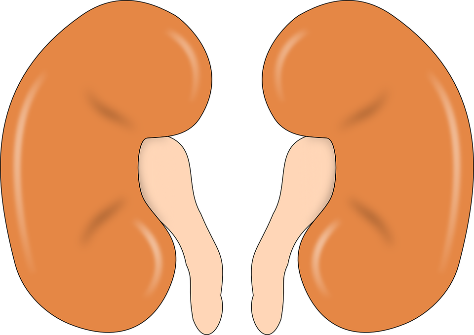 kidneys health