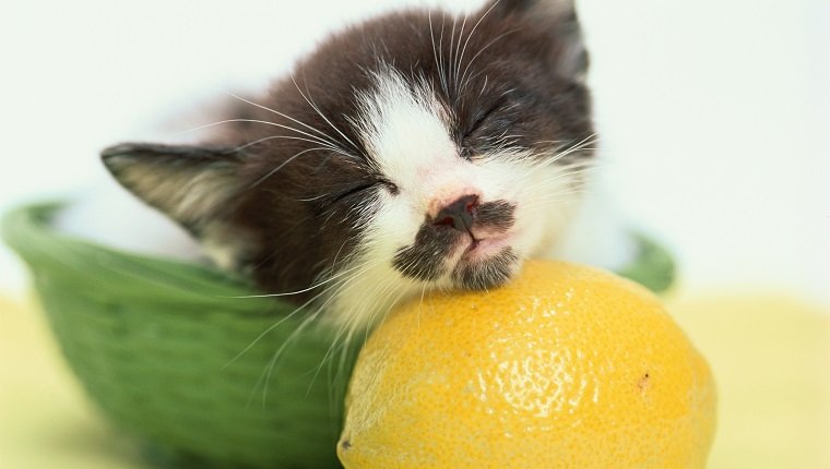 Sleeping Kitten Rests on Lemon