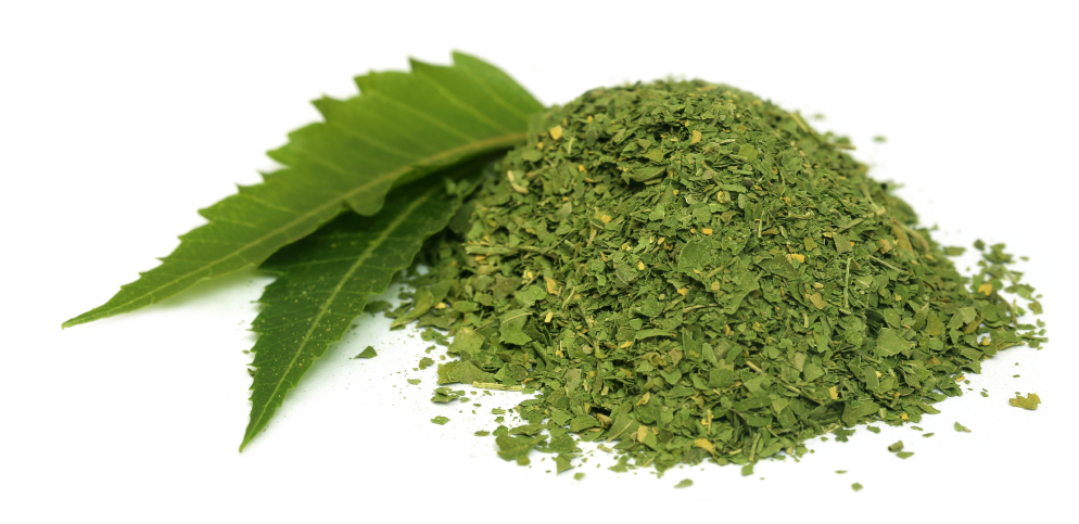 Medicinal neem leaves with dried powder over white background