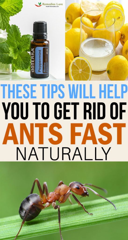 These Tips Will Help You To Get Rid Of Ants Fast Naturally