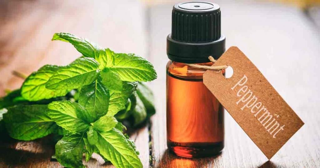 peppermint-oil-uses-benefits-01312017-min