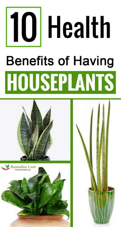 houseplants benefits health having stress reduce plants