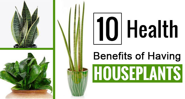 10 Health Benefits of Having Houseplants