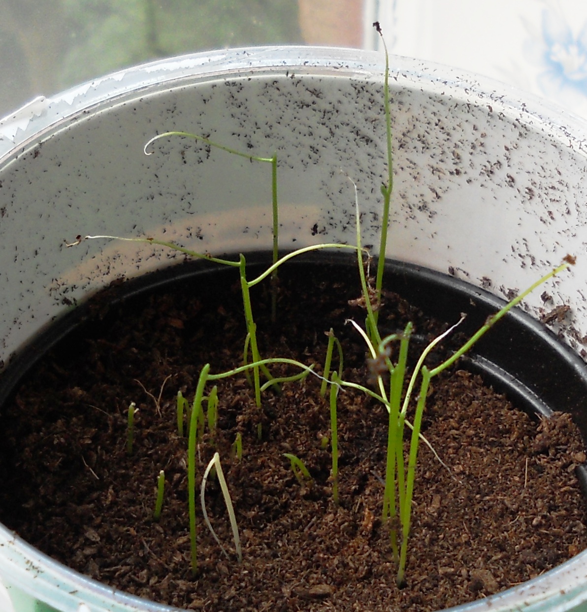 How to Grow Chives at Home