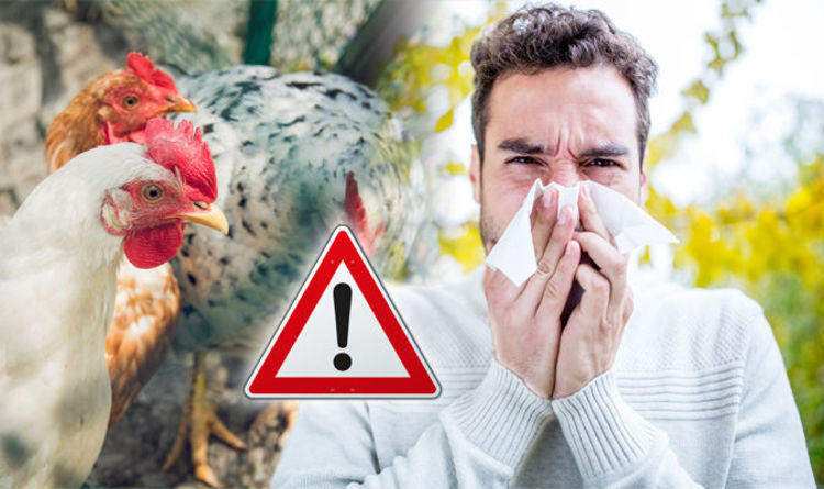 Home Remedies to Fight the Bird Flu Virus with Some Effective Preventive Tips